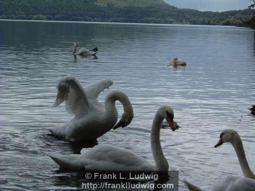 Swans